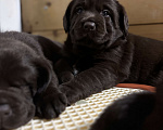 Собаки в Екатеринбурге: Щенки 🐶 лабрадора Разнополые, Бесплатно - фото 1