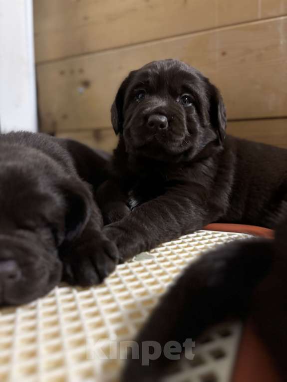 Собаки в Екатеринбурге: Щенки 🐶 лабрадора Разнополые, Бесплатно - фото 1