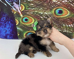 Собаки в Москве: Мраморный йорк крупный мальчик голубоглазый Мальчик, 60 000 руб. - фото 1