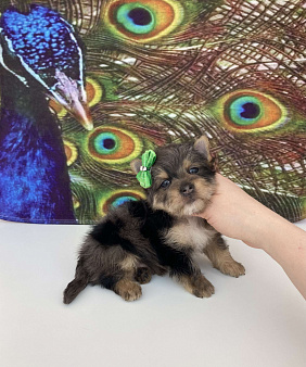 Мраморный йорк крупный мальчик голубоглазый