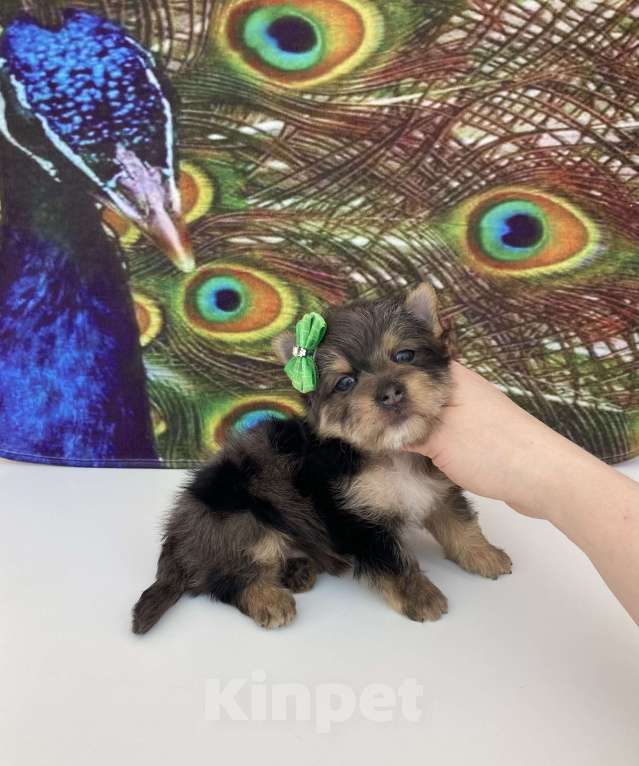 Собаки в Москве: Мраморный йорк крупный мальчик голубоглазый Мальчик, 60 000 руб. - фото 1