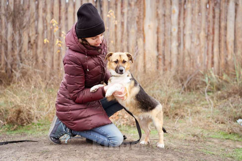 Собаки в Москве: Добрый и общительный Перчик ищет дом Мальчик, Бесплатно - фото 1