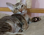 Кошки в Волгограде: Манчкин бамбино Мальчик, Бесплатно - фото 5