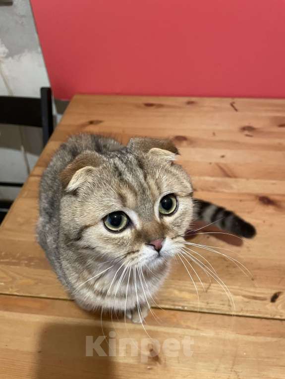 Кошки в Москве: мальчик Мальчик, 30 000 руб. - фото 5