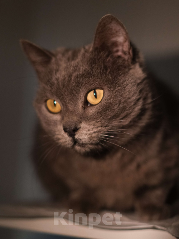 Кошки в Санкт-Петербурге: Кошка ждёт семью Девочка, Бесплатно - фото 1