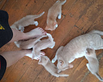 Кошки в Твери: Отдаю котят в добрые руки Девочка, Бесплатно - фото 1