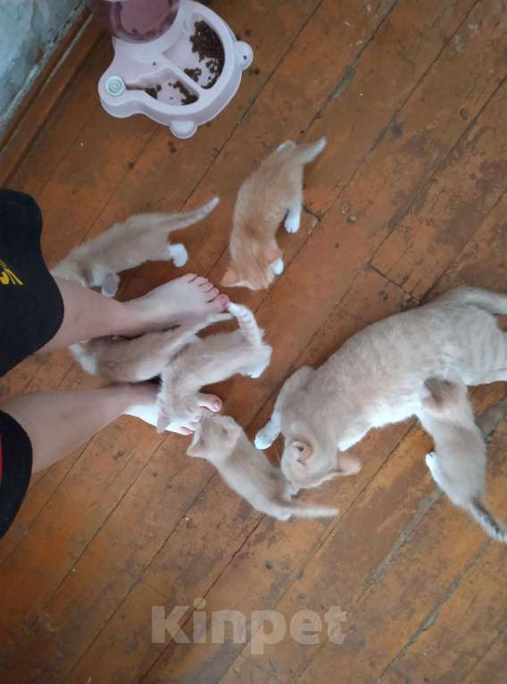 Кошки в Твери: Отдаю котят в добрые руки Девочка, Бесплатно - фото 1