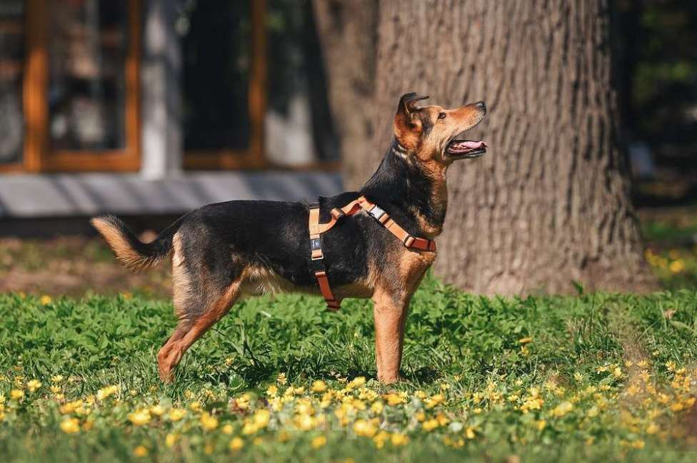 Собаки в Москве: Очаровательный сердцеед Шабак в поисках любящей семьи! Мальчик, Бесплатно - фото 3