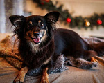 Собаки в Москве: Ищут дом 11 щенков — метисы той-терьера в дар, Бесплатно - фото 2