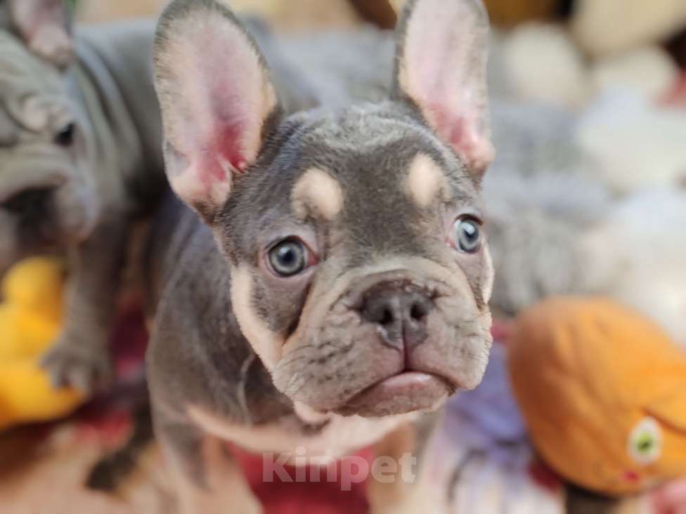 Собаки в Санкт-Петербурге: Шикарный лиловый мальчик  Девочка, 80 000 руб. - фото 7