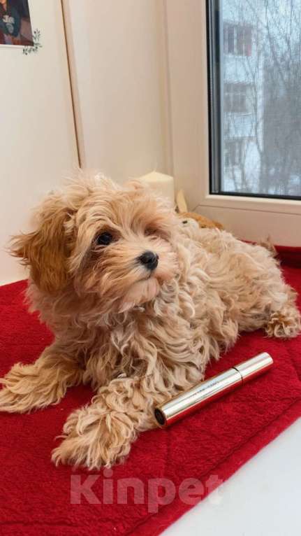 Собаки в Москве:  Мальчик Мальтипу Мальчик, 100 000 руб. - фото 2