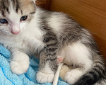 Кошки в Уфе: котята в добрые руки Разнополые, Бесплатно - фото 9