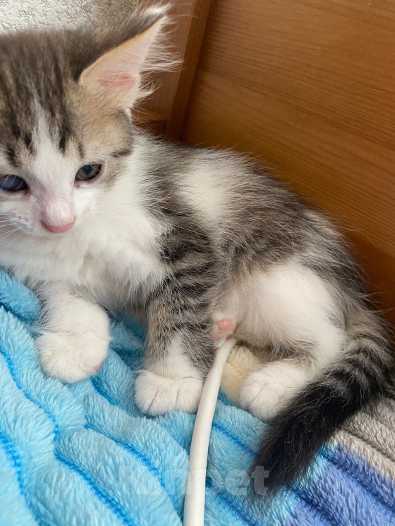 Кошки в Уфе: котята в добрые руки Разнополые, Бесплатно - фото 9