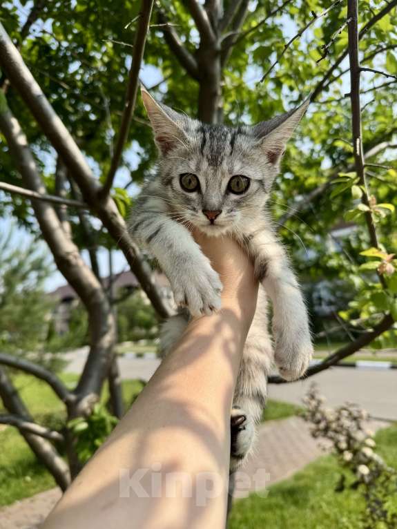 Кошки в других городах Московской области: Котенок Чаузи ф3 Девочка, 30 000 руб. - фото 3