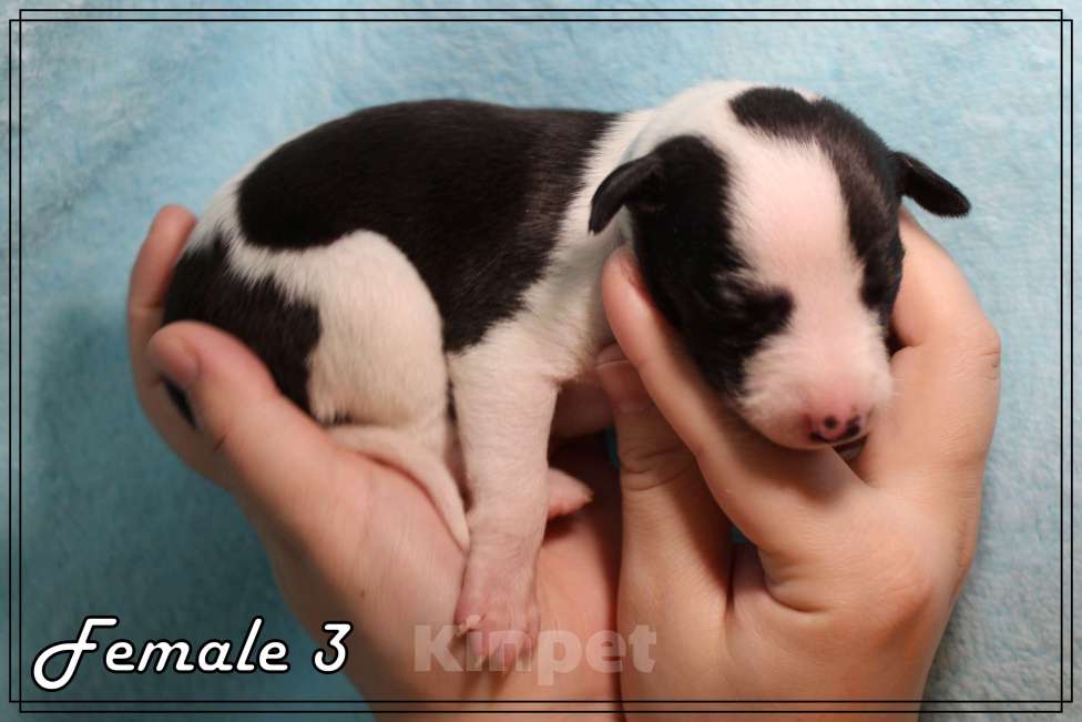 Собаки в Москве: Элегантный щенок уиппета Девочка, Бесплатно - фото 10