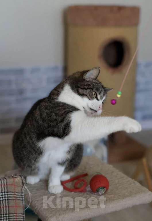 Кошки в Санкт-Петербурге: Шарлотта из приюта Девочка, Бесплатно - фото 3