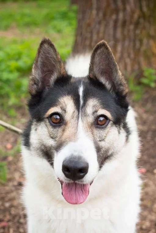 Собаки в Москве: Аша, идеальная собака из приюта Девочка, Бесплатно - фото 4