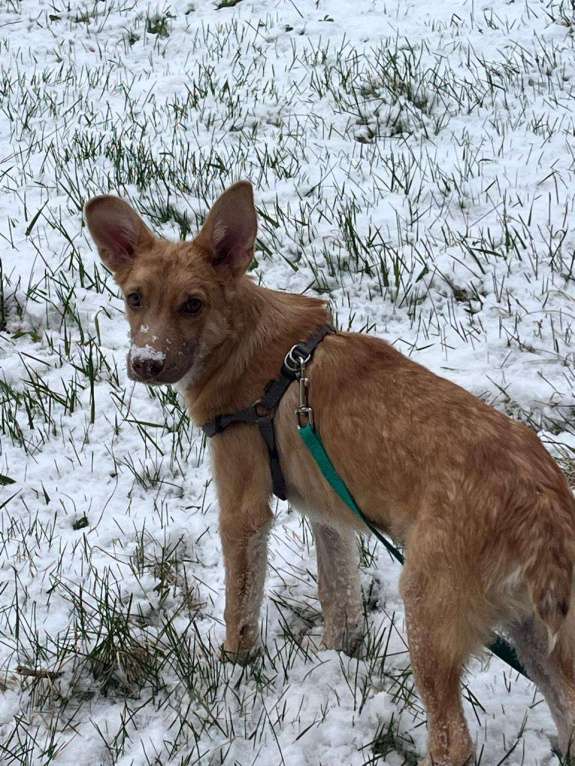 Собаки в Барнауле: Рыжий, очень умный, молодой пёс ищет своего доброго хозяина))) Мальчик, Бесплатно - фото 3