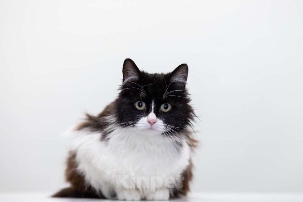 Кошки в Москве: Маруся Девочка, Бесплатно - фото 5