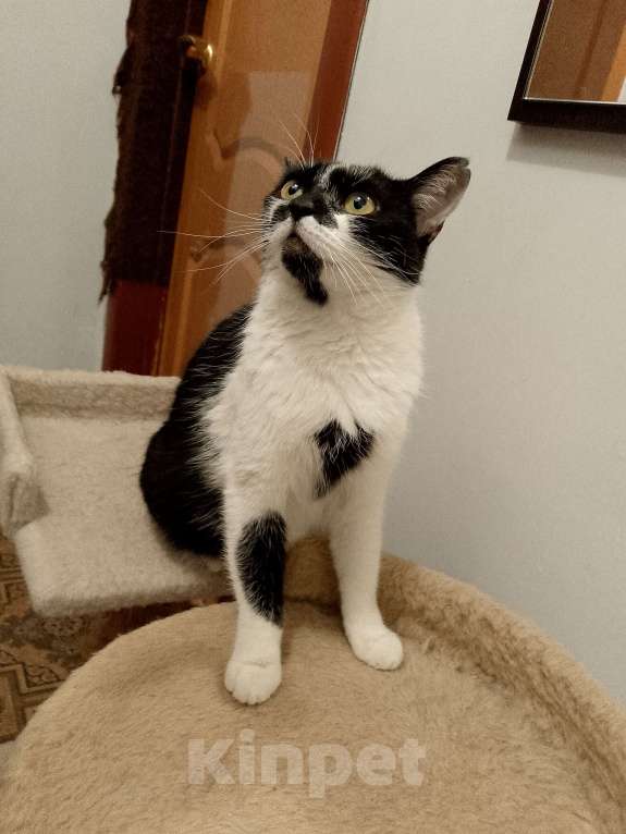 Кошки в Москве: Боня в добрые руки Девочка, Бесплатно - фото 7