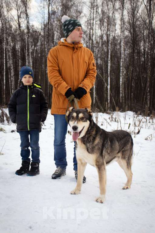 Собаки в Видном: Нокс, семейный пес Мальчик, Бесплатно - фото 3