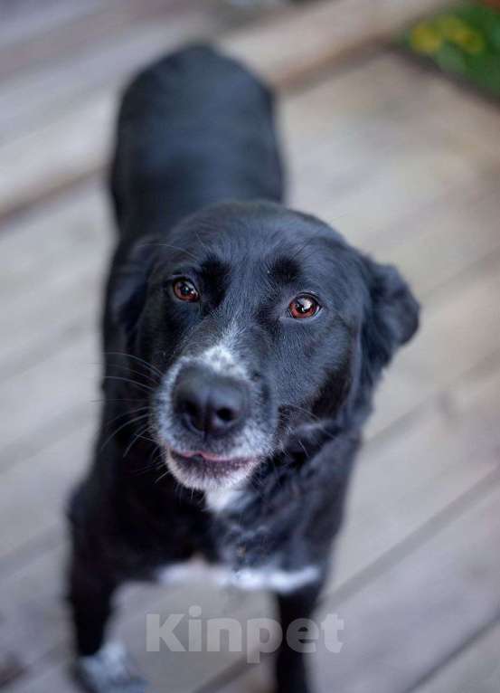 Собаки в Москве: Бимка, хороший парнишка ищет любовь человека Мальчик, Бесплатно - фото 2