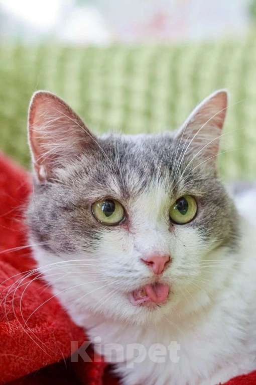 Кошки в Москве: Миссис Марпл. Кошка со страшной судьбой в добрые руки Девочка, Бесплатно - фото 8