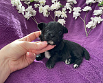 Собаки в Москве: Чёрный йорк мальчик Мальчик, 80 000 руб. - фото 1