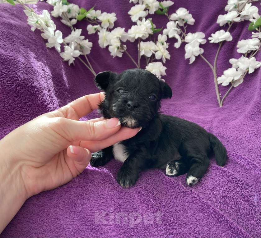 Собаки в Москве: Чёрный йорк мальчик Мальчик, 80 000 руб. - фото 1