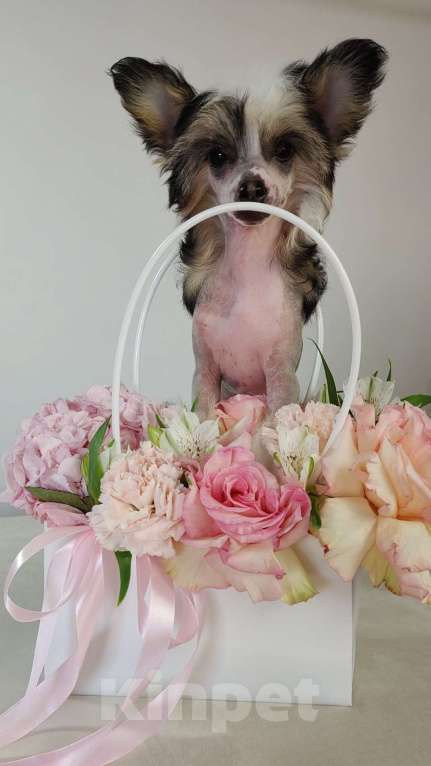 Собаки в Липецке: Щенки китайской хохлатой собаки Мальчик, 20 000 руб. - фото 10