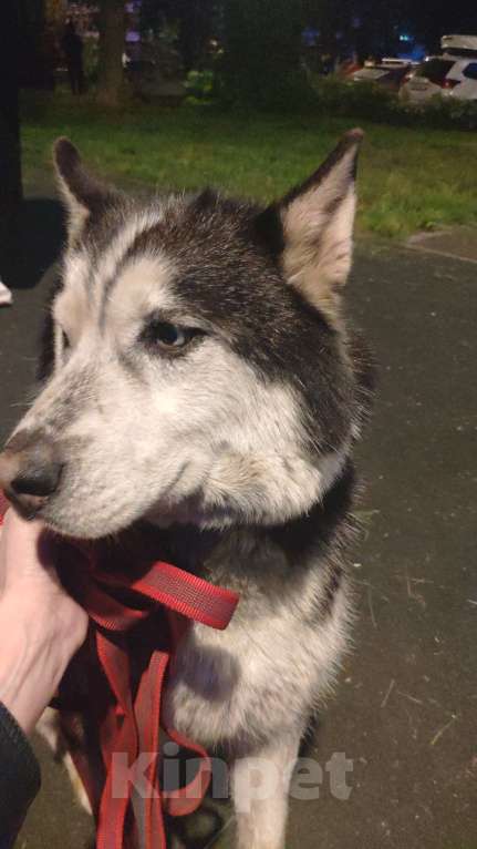 Собаки в Москве: Нашли хаски. Отрадное. Мальчик, 1 руб. - фото 3