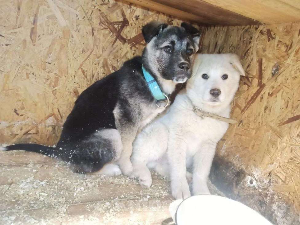 Собаки в Москве: Четыре щенка 4х месяцев ищут дом Мальчик, Бесплатно - фото 4