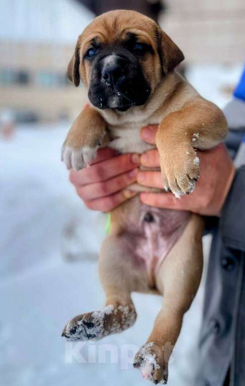 Собаки в Москве: Щенки Мальчик, Бесплатно - фото 5