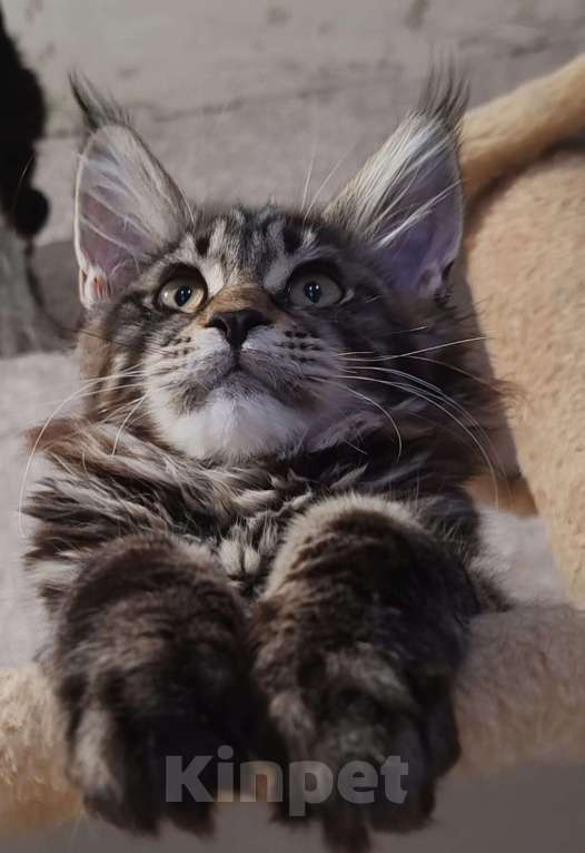 Кошки в Череповце: Чистопородный Мейн Кун Девочка, 30 000 руб. - фото 2