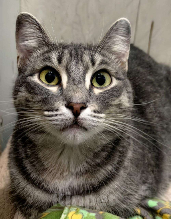 Кошки в Москве: Брошен в морозы на улице, котик в добрые руки Мальчик, Бесплатно - фото 1