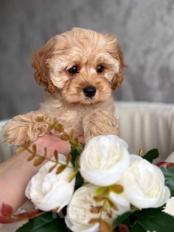 Собаки в Москве: Кавапу щенок Девочка, Бесплатно - фото 4