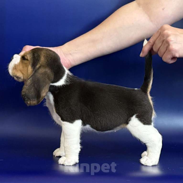 Собаки в Уфе: Щенок породы бигль девочка Девочка, 45 000 руб. - фото 4