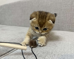 Кошки в Москве: Плюшевый вислоухий шотландский котенок девочка с документами Девочка, 28 000 руб. - фото 3