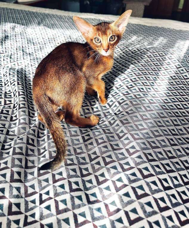 Кошки в Нижнем Новгороде: Абиссинский принц Мальчик, Бесплатно - фото 2