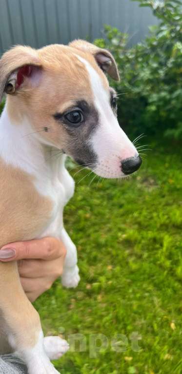Собаки в Кубинке: Щенки уиппета Девочка, Бесплатно - фото 3
