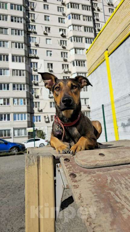 Собаки в Москве: Метиска Добермаша ищет новый дом  Девочка, Бесплатно - фото 1