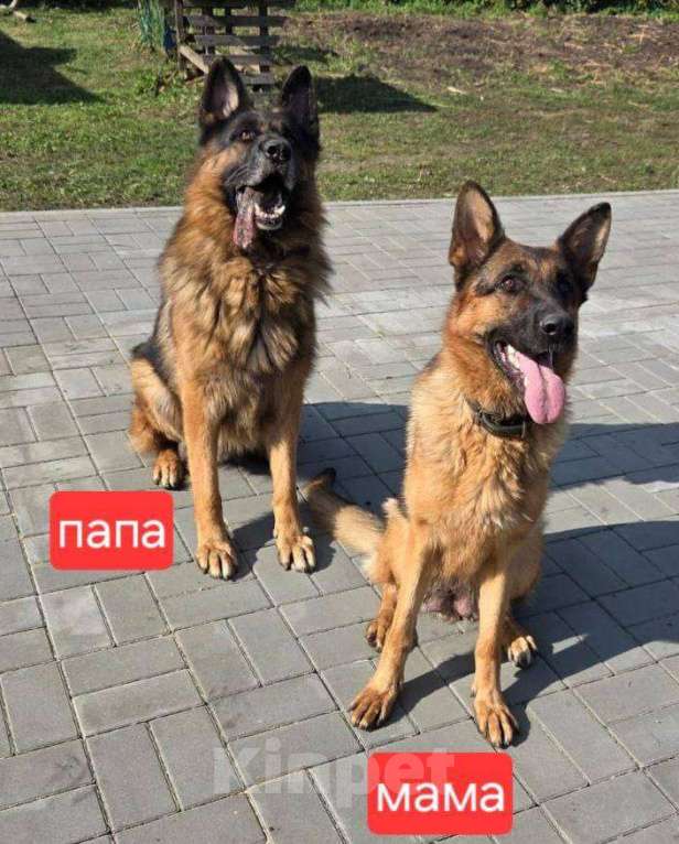 Собаки в Липецке: Немецкая овчарка, щенок Мальчик, 34 000 руб. - фото 5