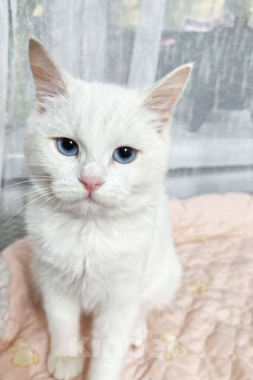 Кошки в Москве: Котенок Севара ищет дом Девочка, Бесплатно - фото 3
