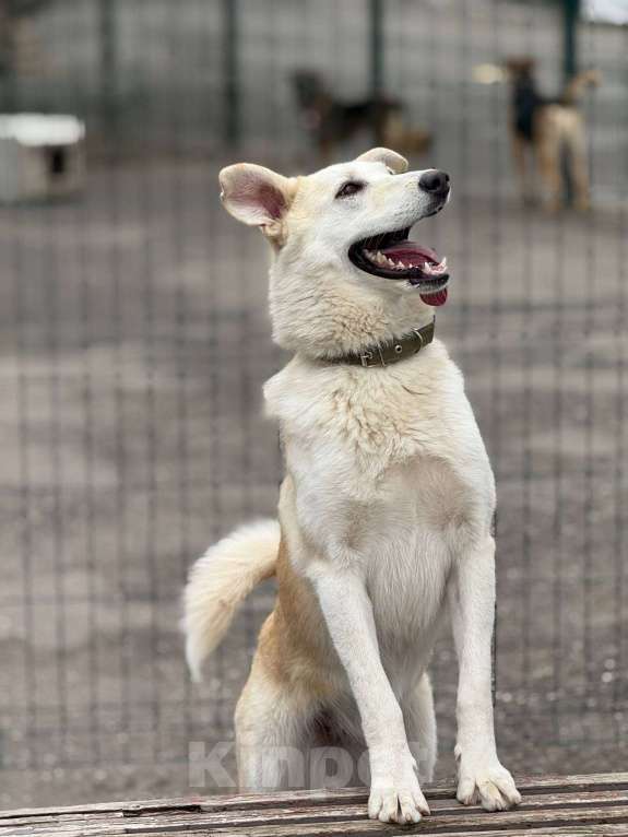 Собаки в Москве: Мики щенок  Девочка, Бесплатно - фото 7