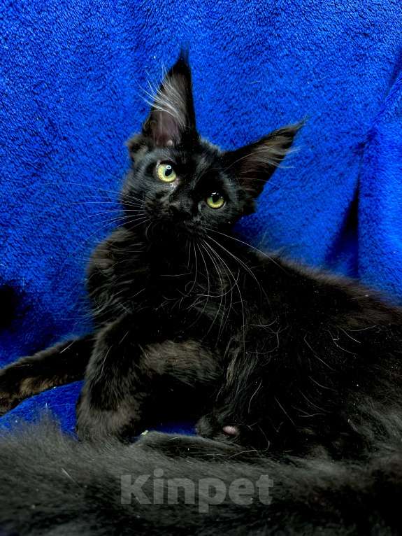 Кошки в Москве: Мейн-кун котенок Мальчик, 45 000 руб. - фото 1