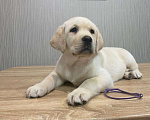 Собаки в Москве: Щенки лабрадора  Мальчик, 55 000 руб. - фото 1