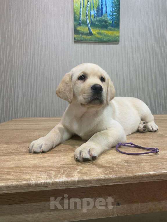 Собаки в Москве: Щенки лабрадора  Мальчик, 55 000 руб. - фото 1