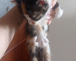 Кошки в Симферополе: Крошка чепрачная окраска трехцветная Девочка, Бесплатно - фото 4