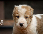 Собаки в Кстово: Продаются Среднеазиатская овчарка (алабай) Девочка, 30 000 руб. - фото 1