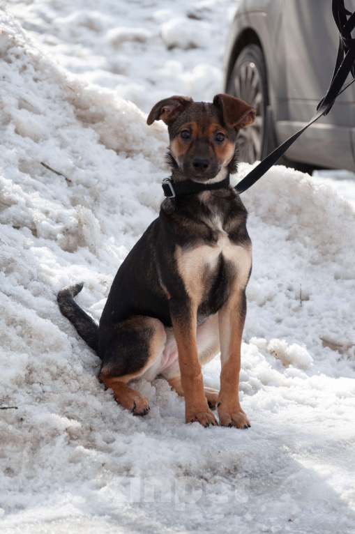 Собаки в Ногинске: Ивонна ждет свою семью в приюте Девочка, Бесплатно - фото 4